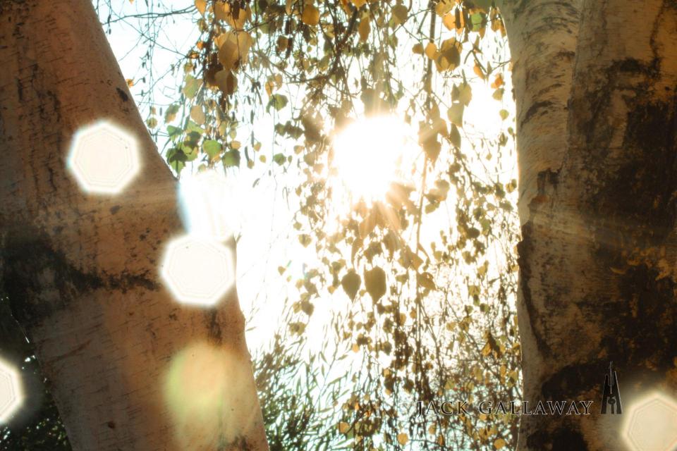 Image of light filtering through trees.